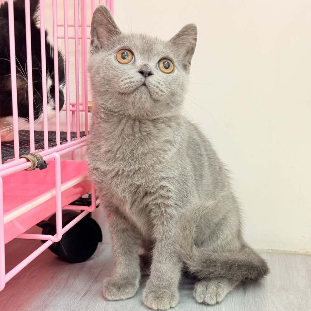 【已售出】英短-藍