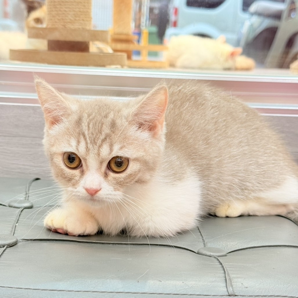 【已售出】曼赤肯-紫金加白