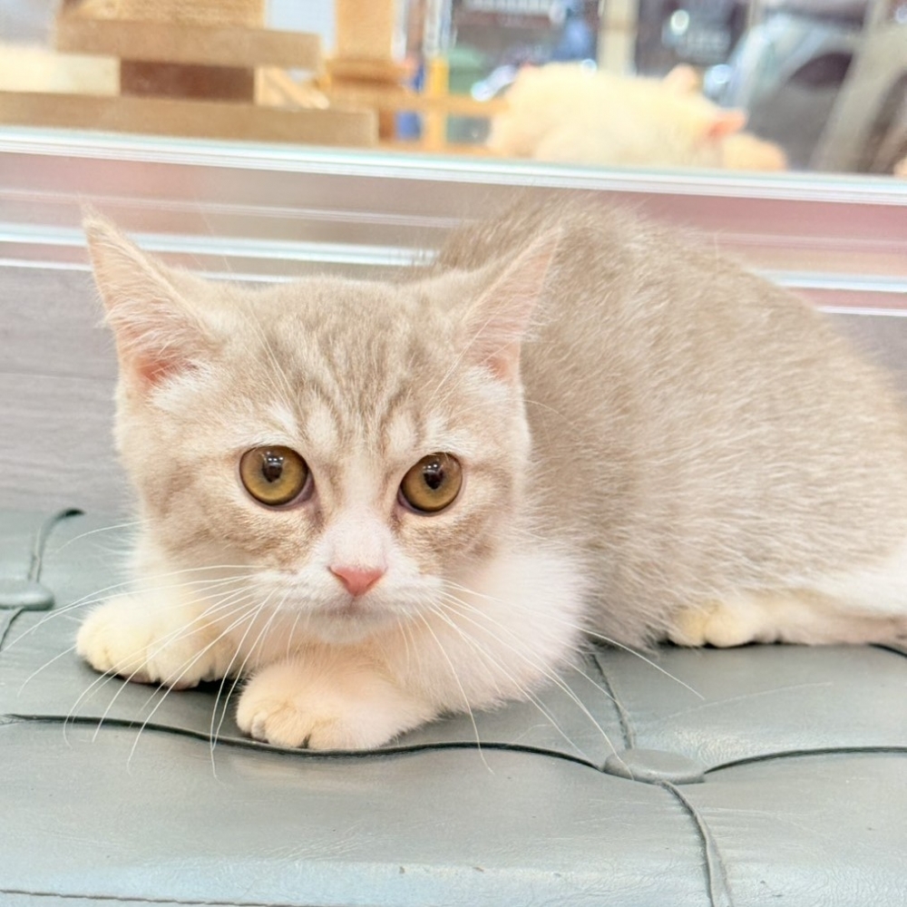 【已售出】曼赤肯-紫金加白