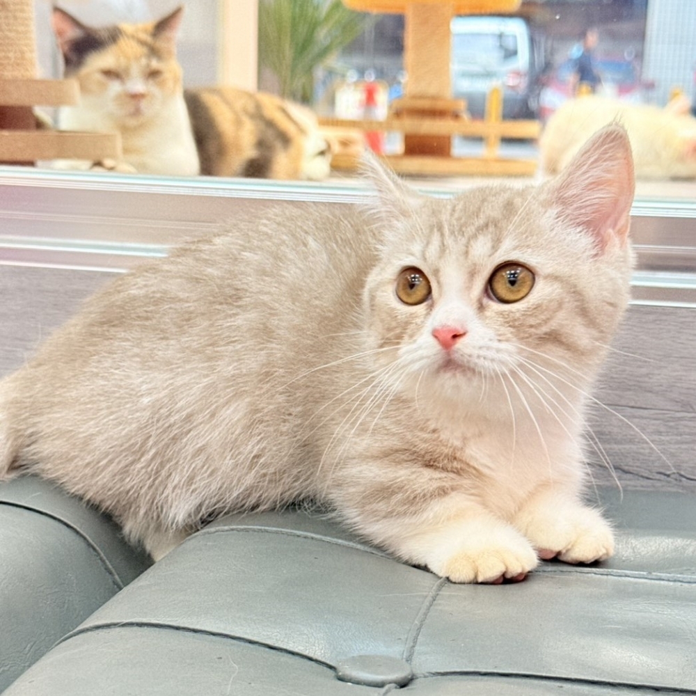 【已售出】曼赤肯-紫金加白