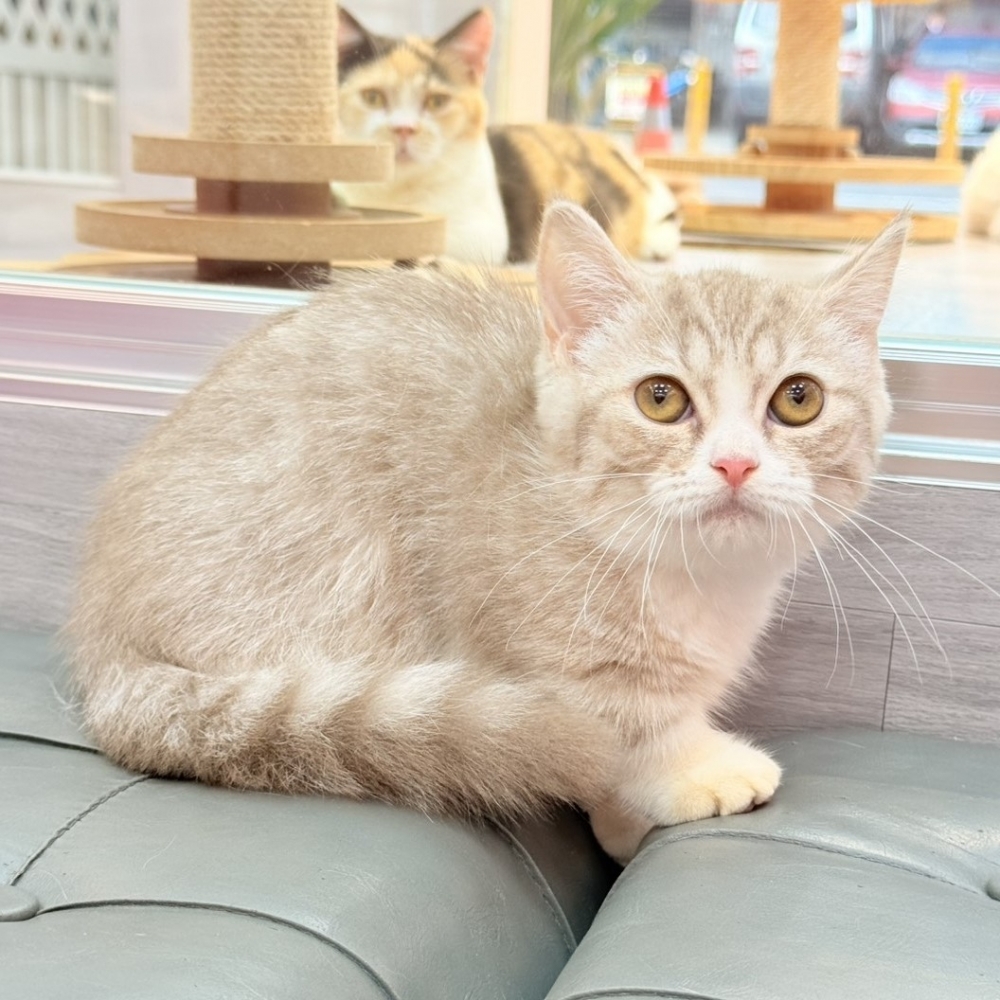 【已售出】曼赤肯-紫金加白