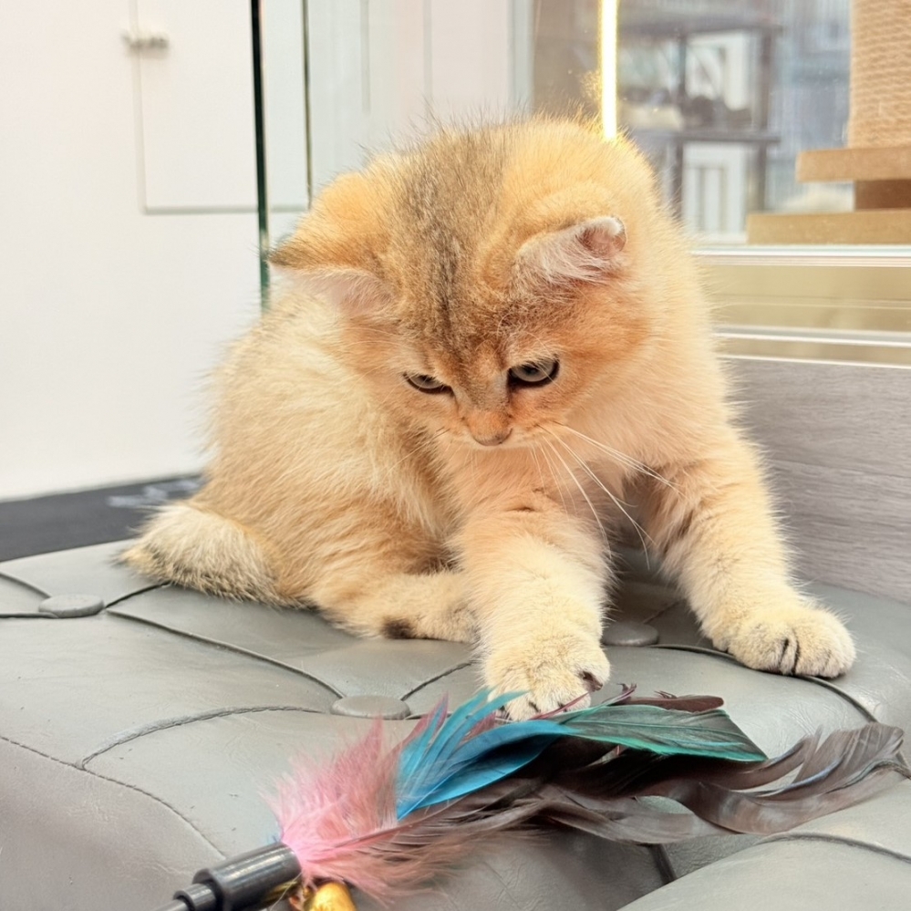 【已售出】英短-黑金漸層