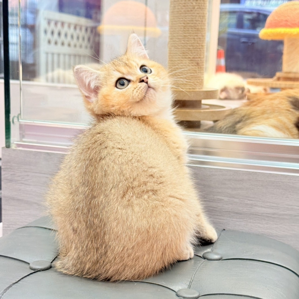 【已售出】英短-黑金漸層