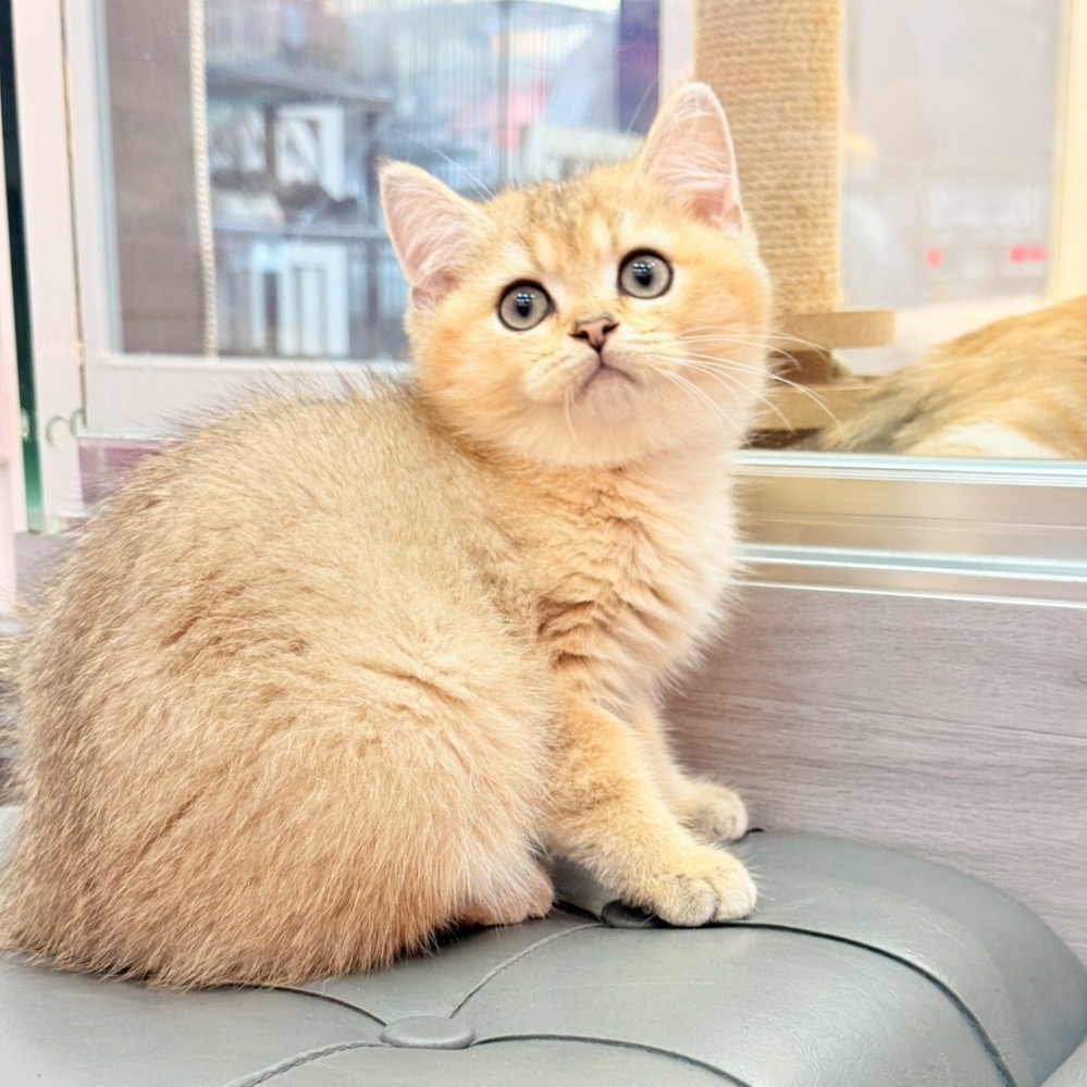 【已售出】英短-黑金漸層