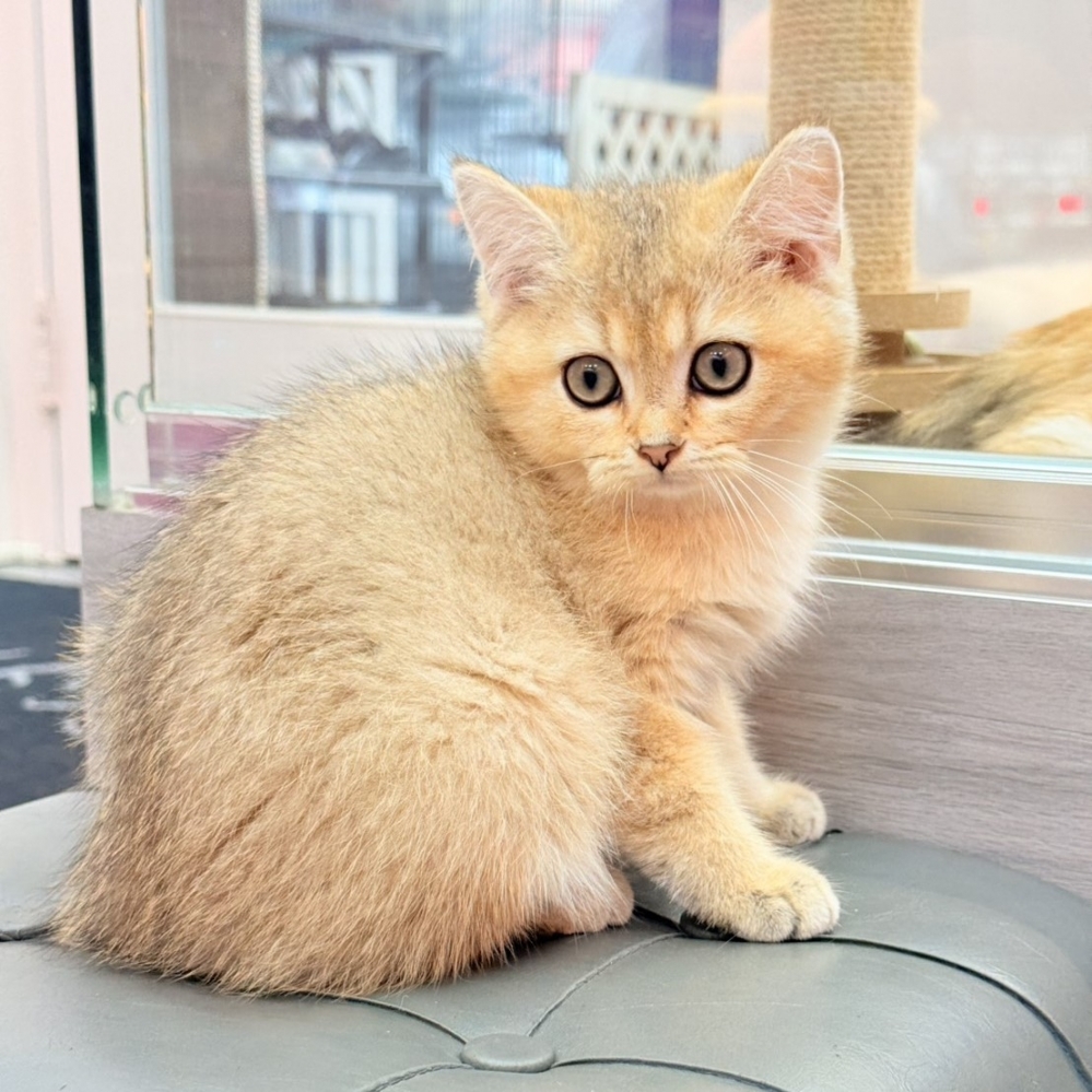 【已售出】英短-黑金漸層