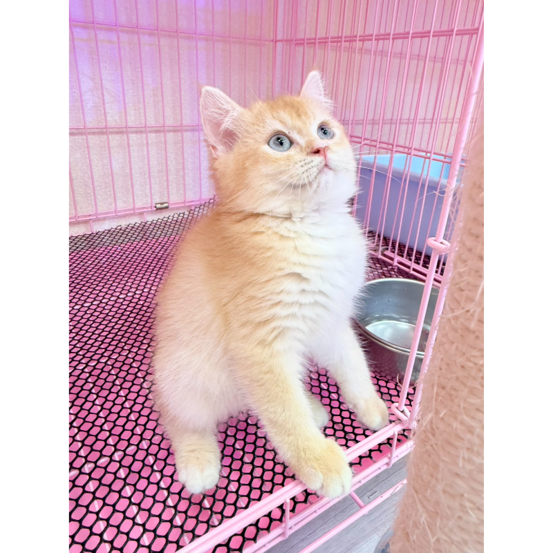 【已售出】英短-黃金漸層