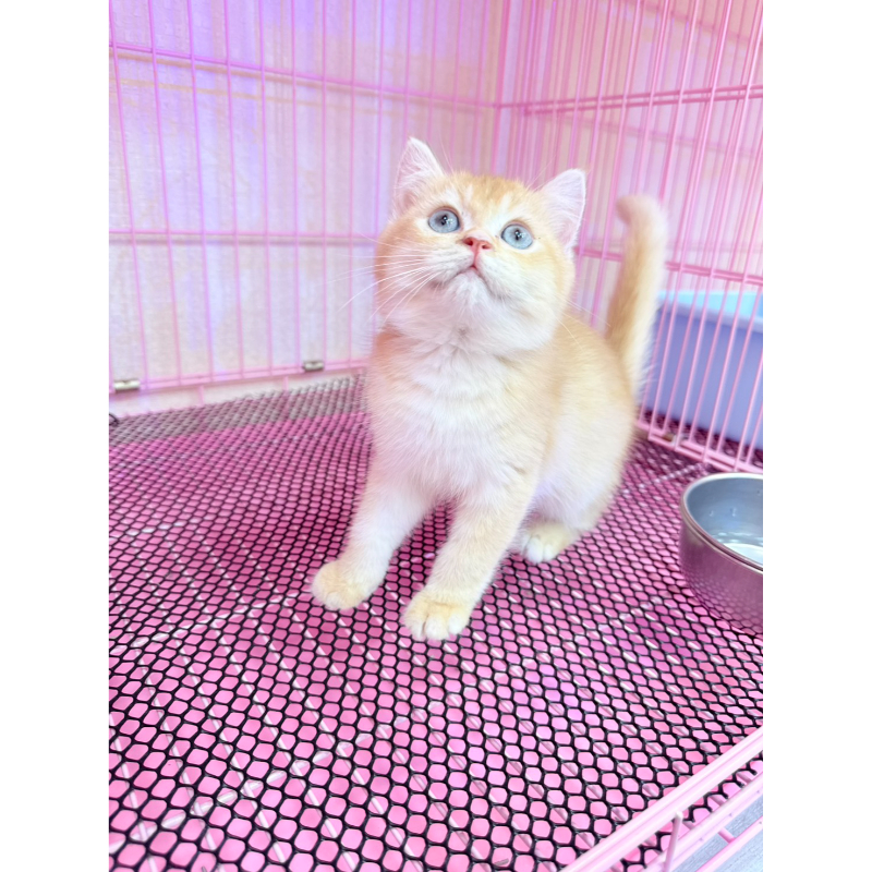 【已售出】英短-黃金漸層