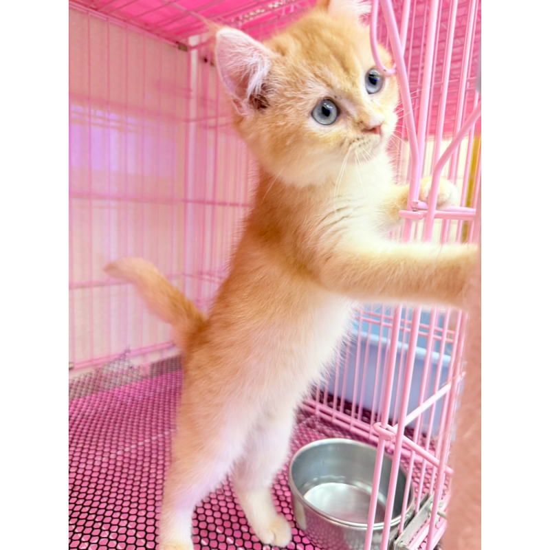 【已售出】英短-黃金漸層