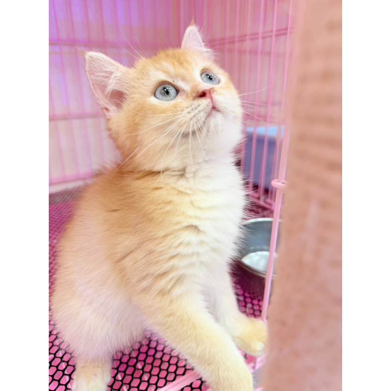 【已售出】英短-黃金漸層