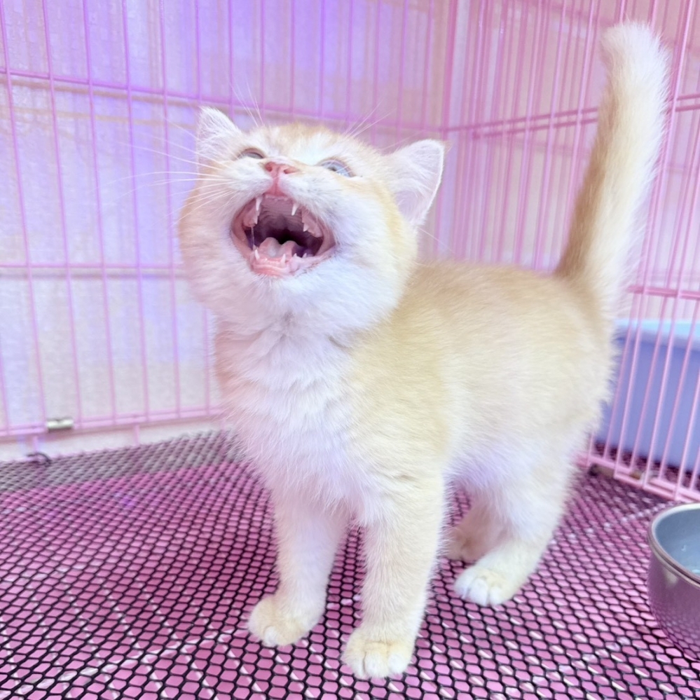 【已售出】英短-黃金漸層