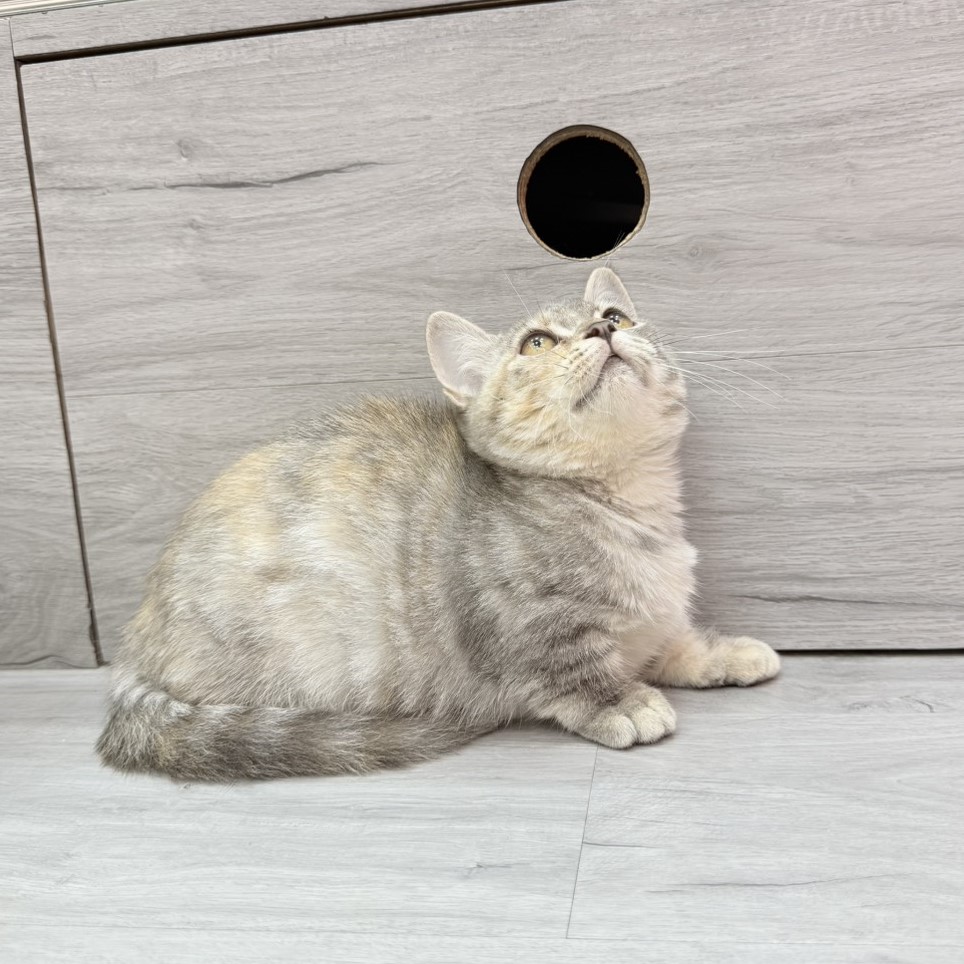 【已售出】曼赤肯-藍三花