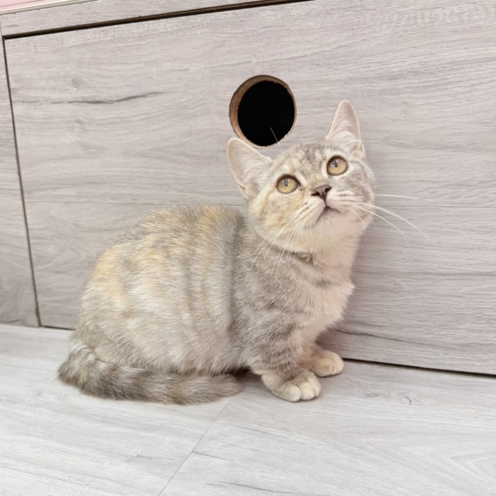 【已售出】曼赤肯-藍三花