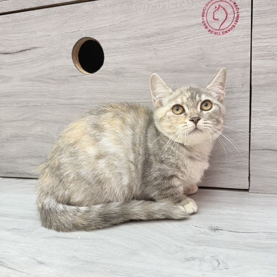 【已售出】曼赤肯-藍三花