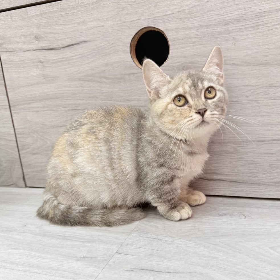 【已售出】曼赤肯-藍三花