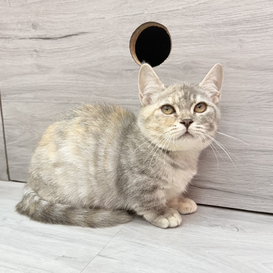 【已售出】曼赤肯-藍三花