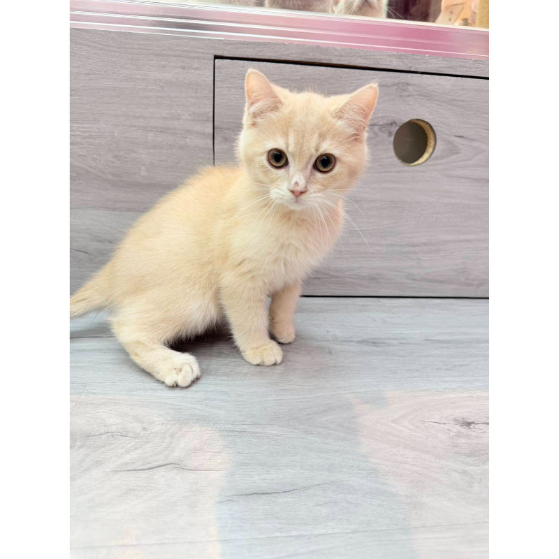 【已售出】英短-奶油