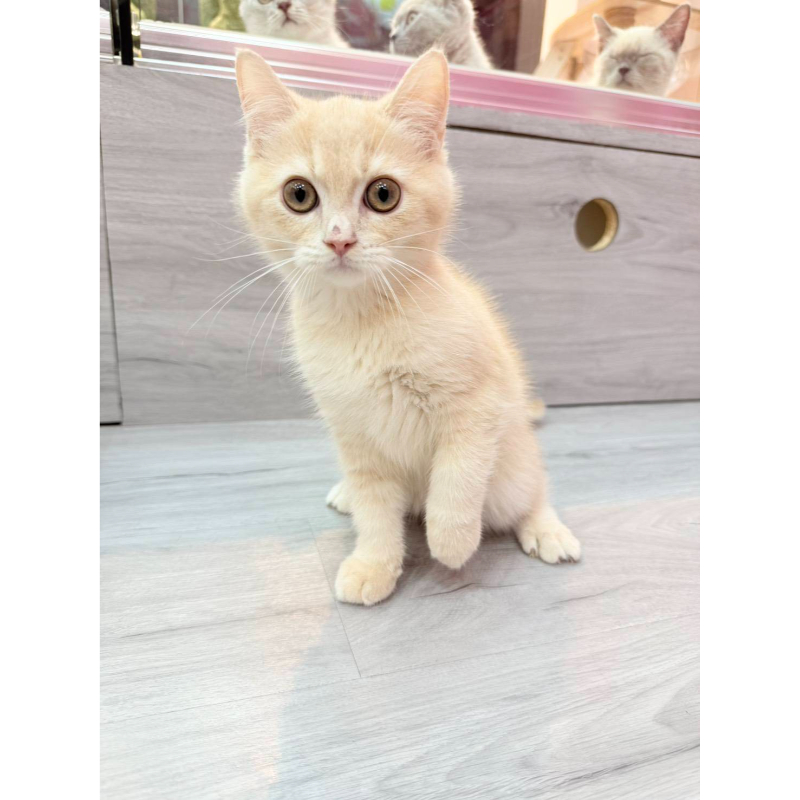 【已售出】英短-奶油