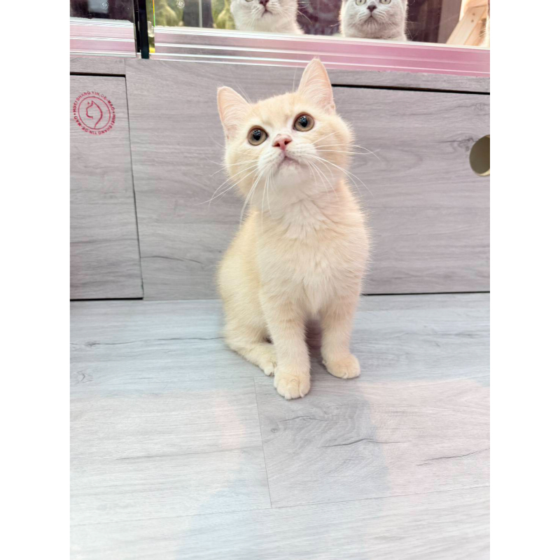 【已售出】英短-奶油