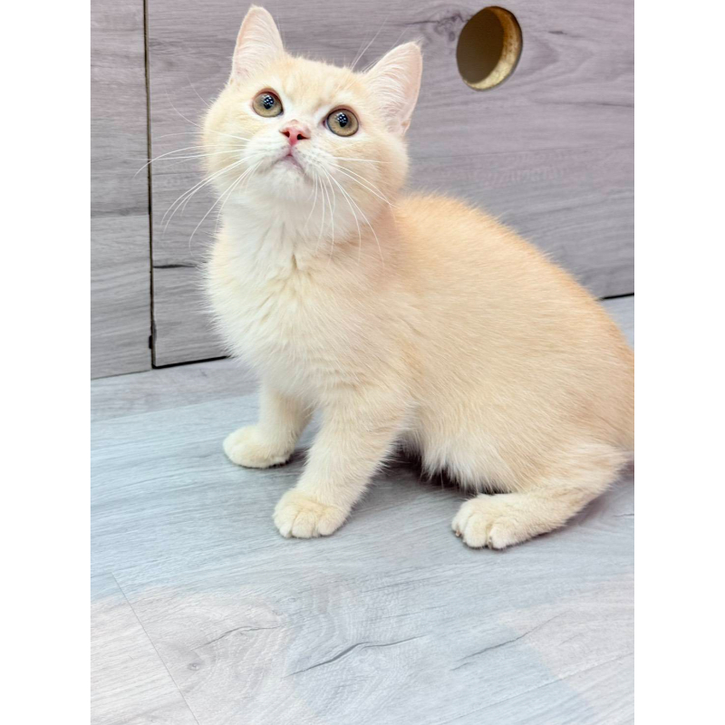 【已售出】英短-奶油