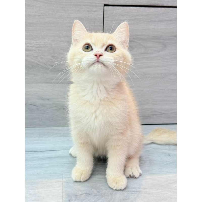 【已售出】英短-奶油