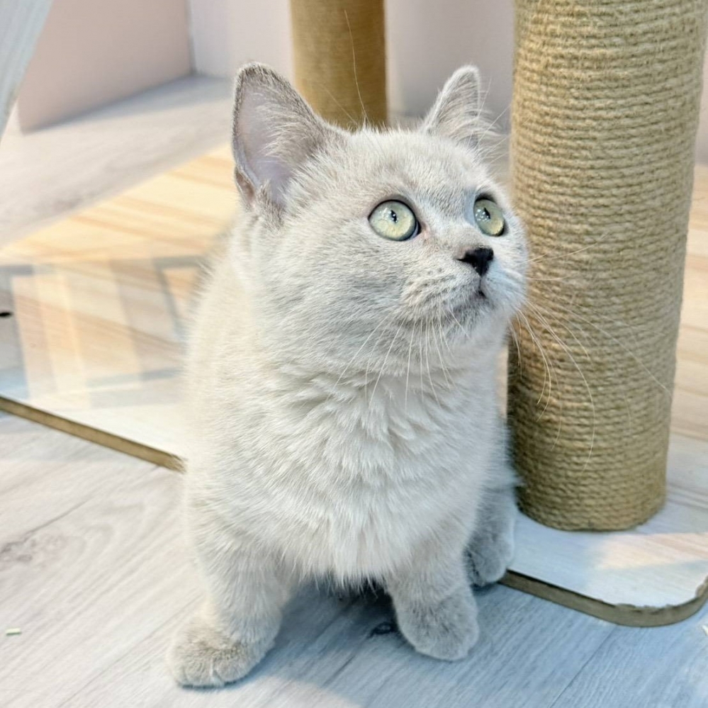 【已售出】曼赤肯-丁香