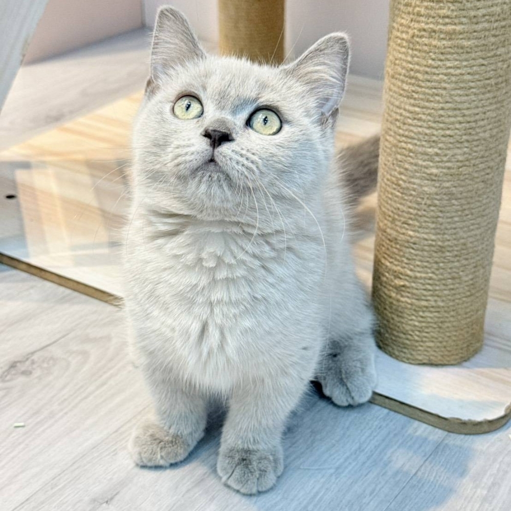 【已售出】曼赤肯-丁香