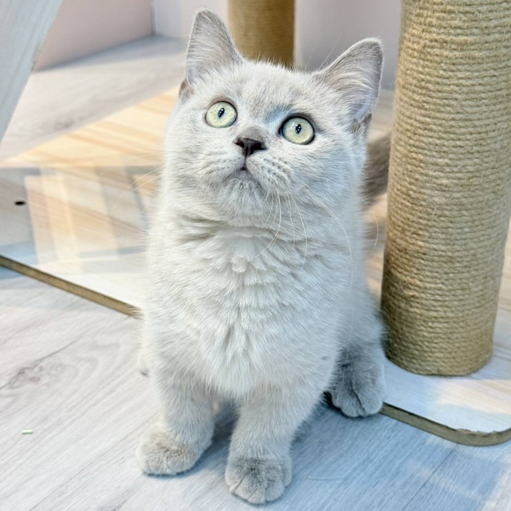 【已售出】曼赤肯-丁香