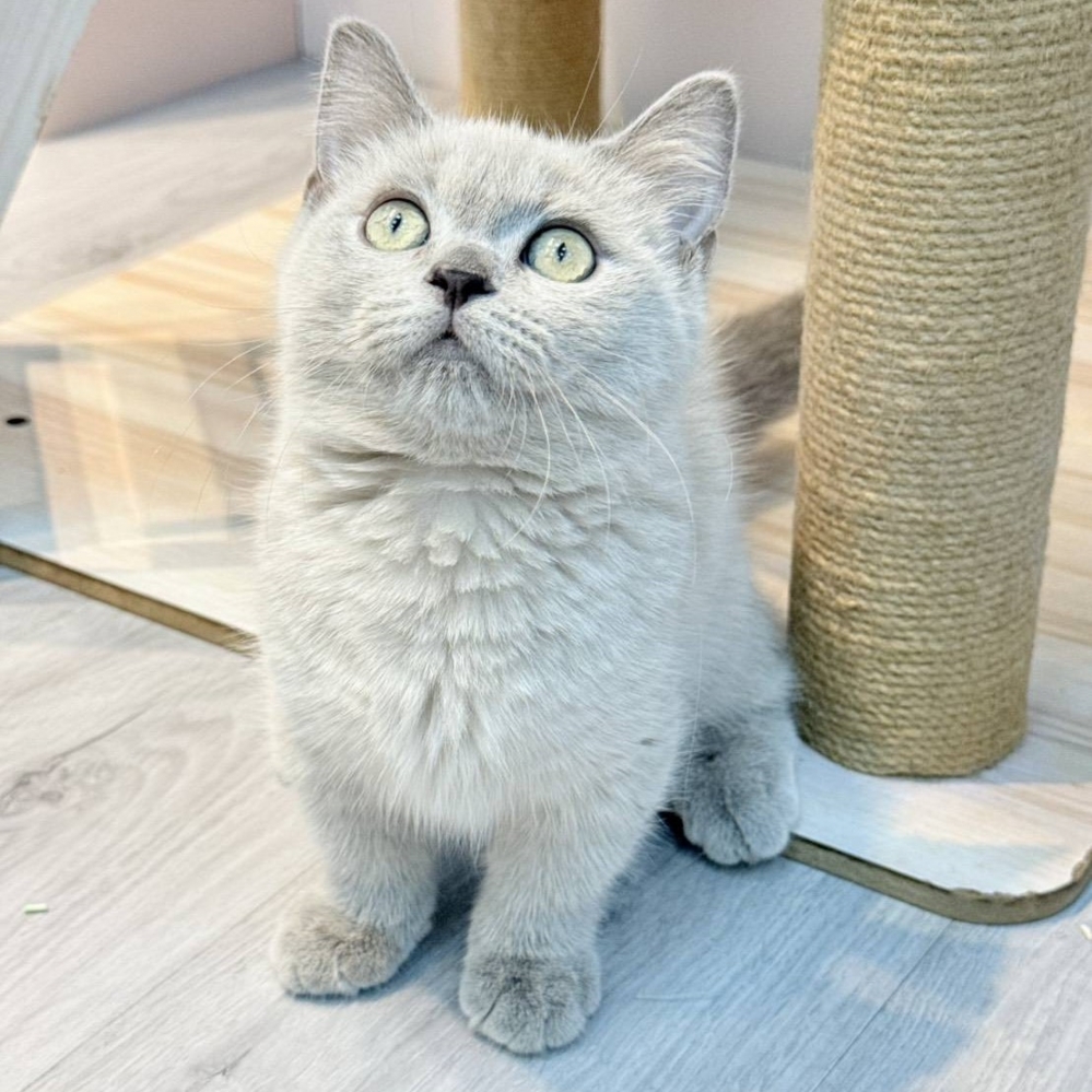 【已售出】曼赤肯-丁香