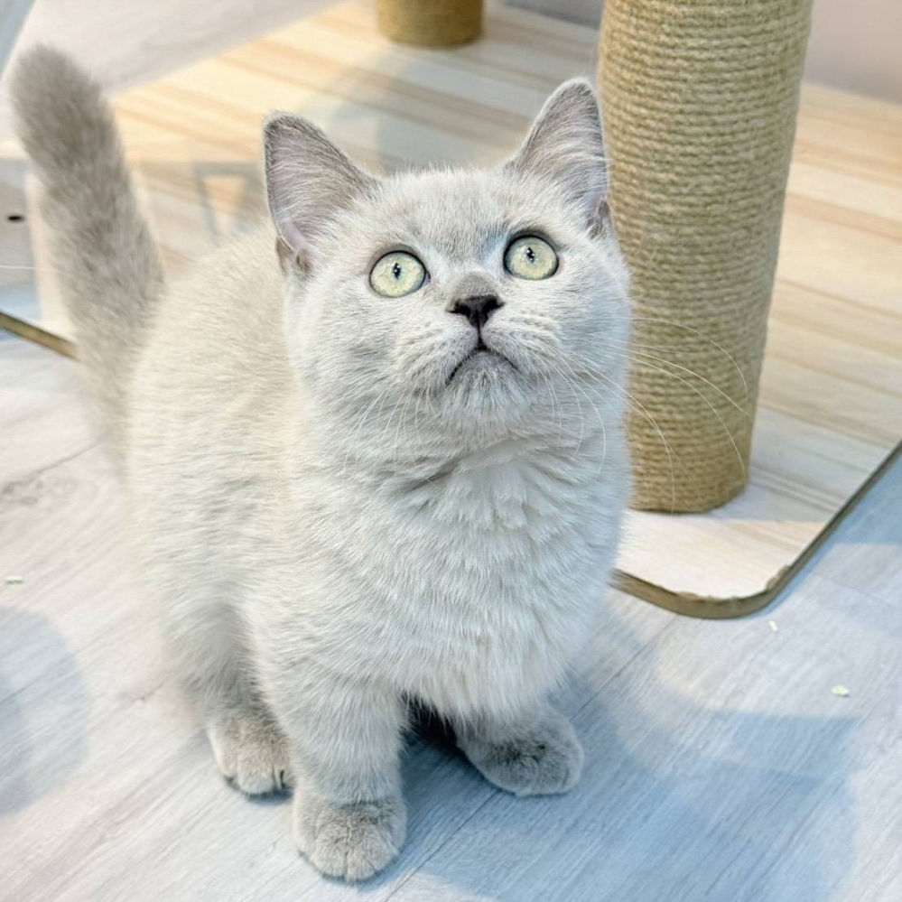 【已售出】曼赤肯-丁香