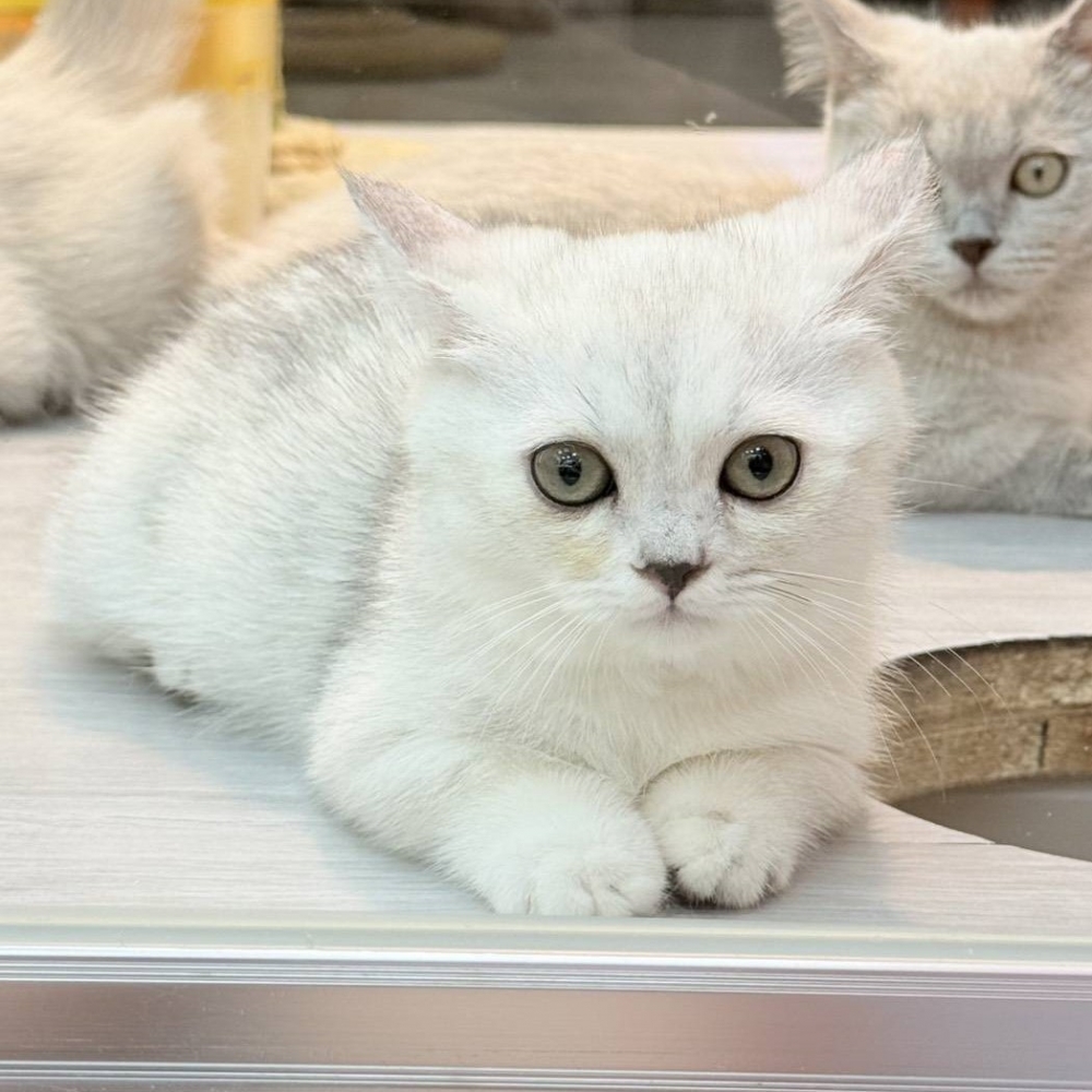 【已售出】曼赤肯-銀漸層