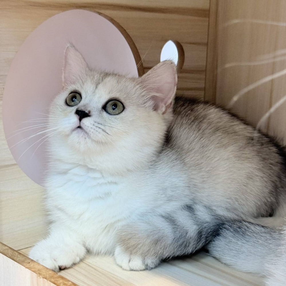 【已售出】曼赤肯-銀漸層