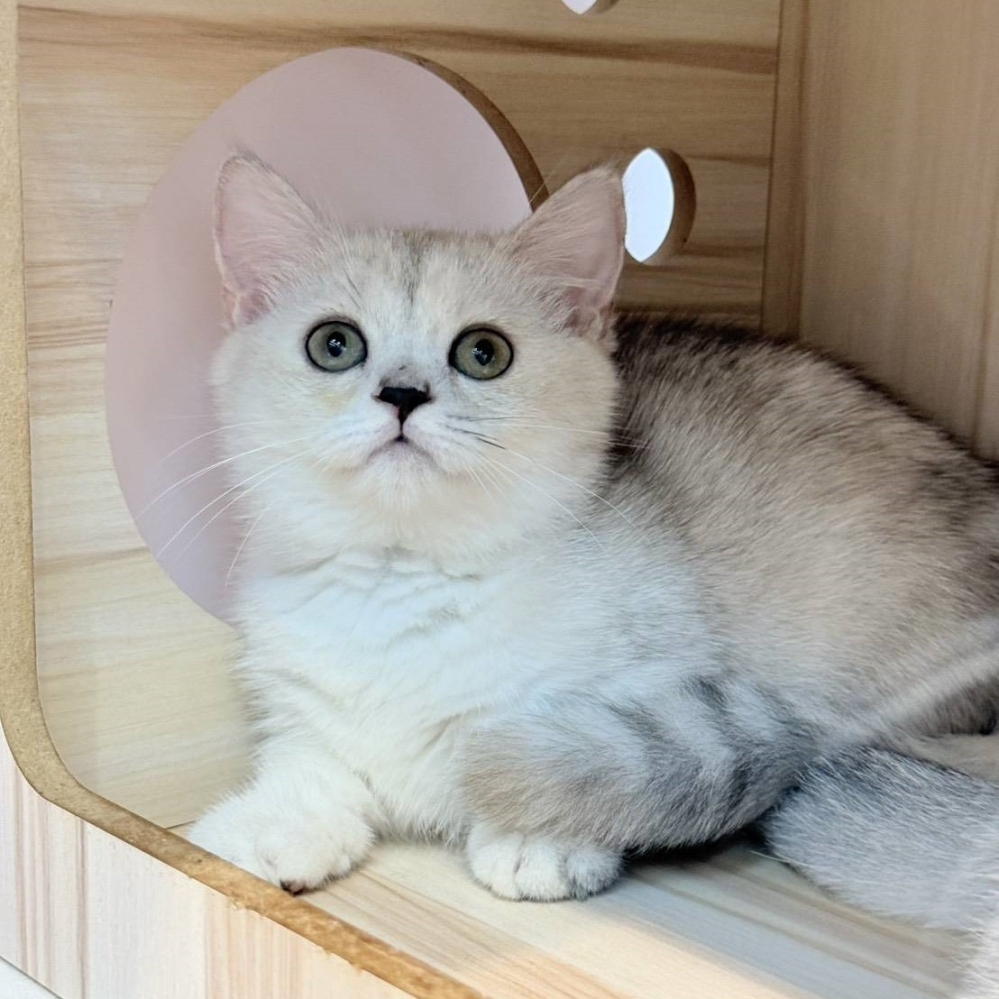 【已售出】曼赤肯-銀漸層