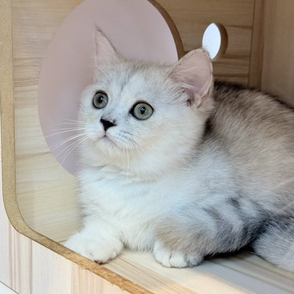 【已售出】曼赤肯-銀漸層