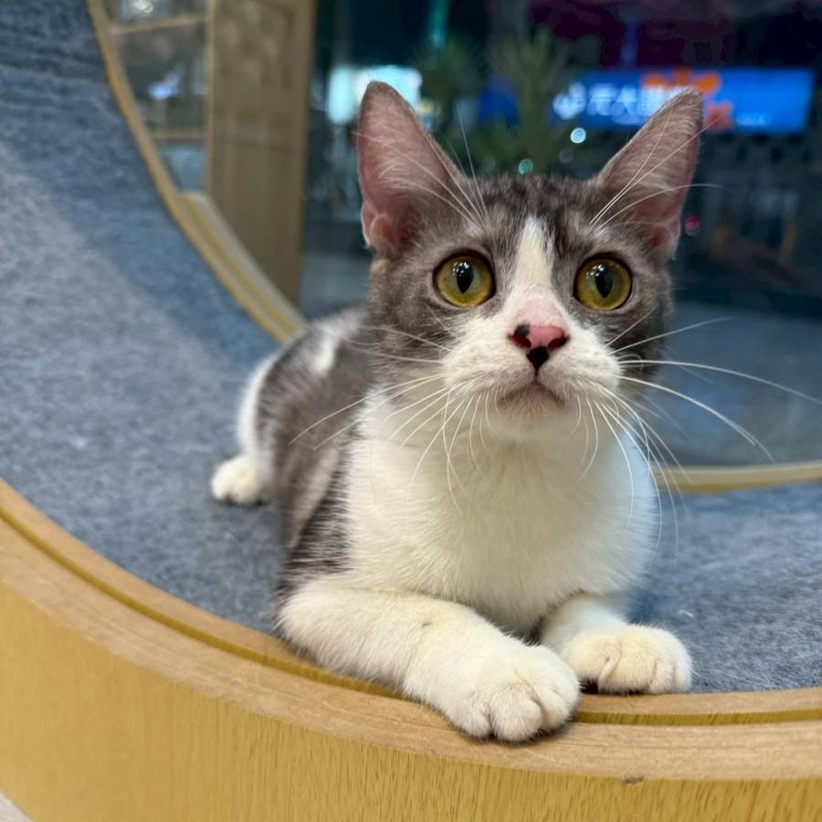 【已售出】英短-加白