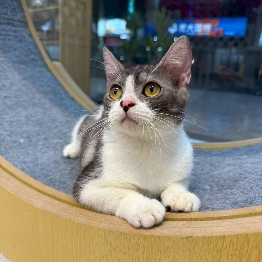 【已售出】英短-加白