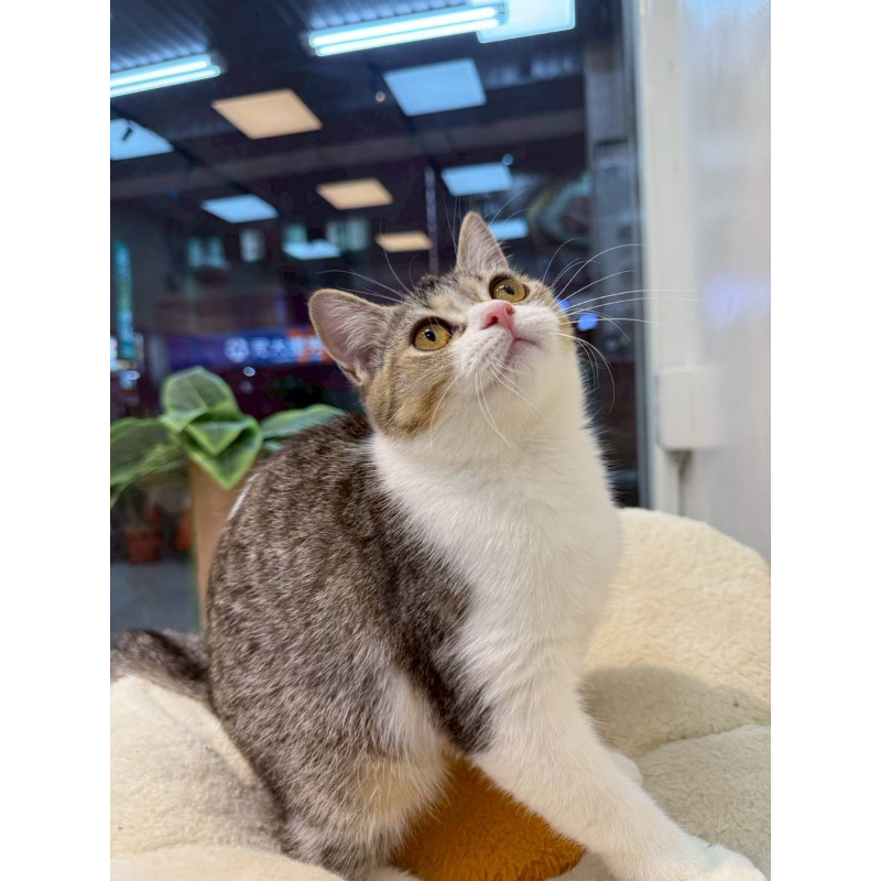 【已售出】英短-虎斑加白