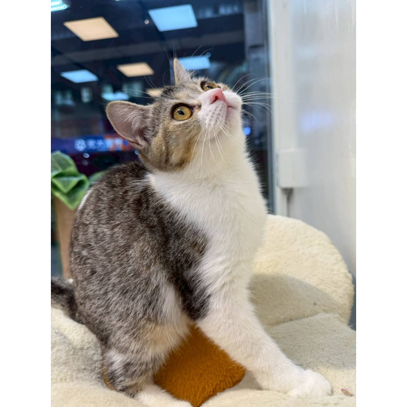 【已售出】英短-虎斑加白