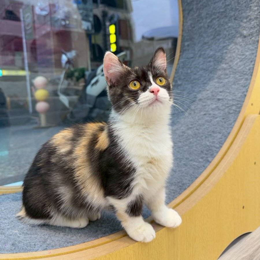 【已售出】曼赤肯-三花