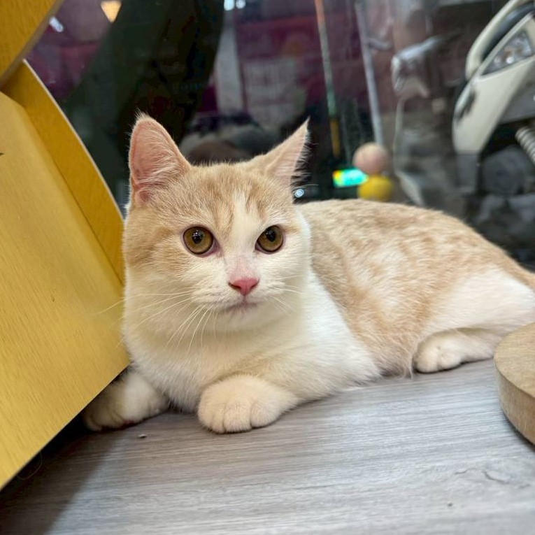 【已售出】曼赤肯-奶白