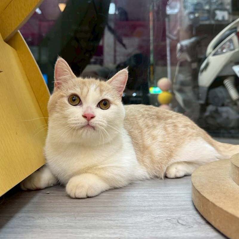 【已售出】曼赤肯-奶白