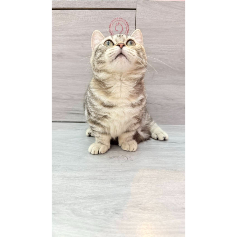 【已售出】曼赤肯-三花