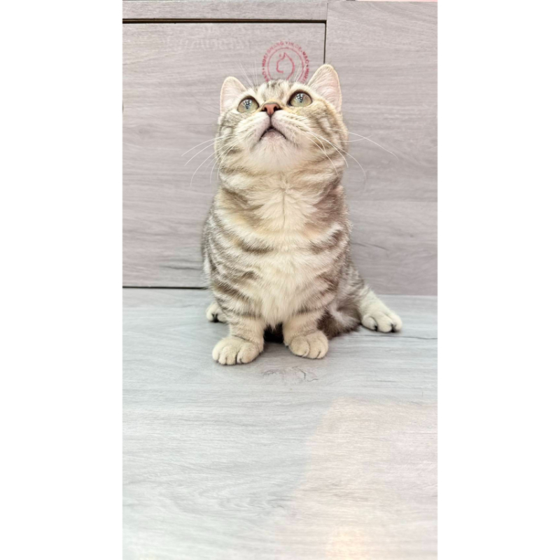 【已售出】曼赤肯-三花