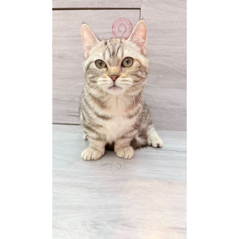 【已售出】曼赤肯-三花