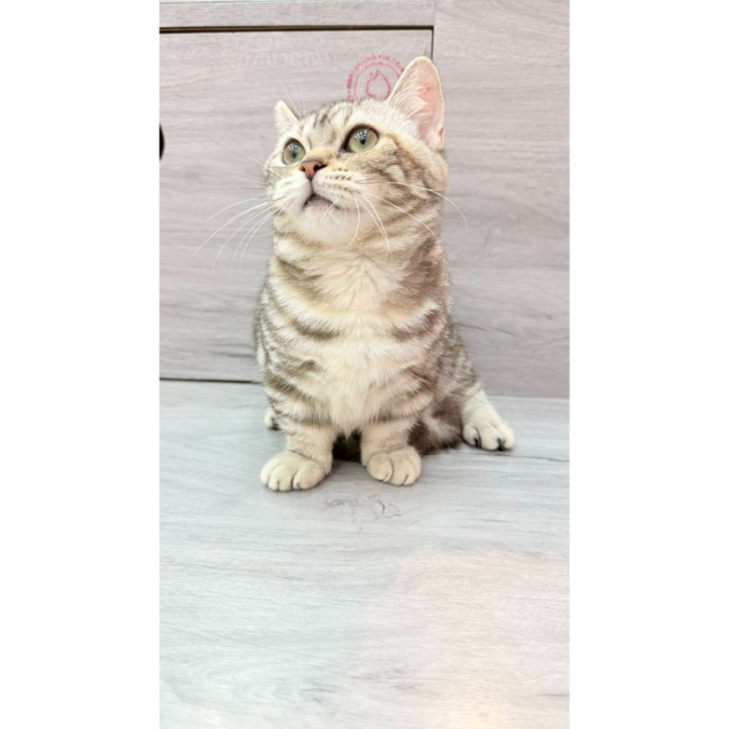 【已售出】曼赤肯-三花