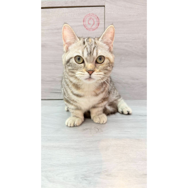 【已售出】曼赤肯-三花