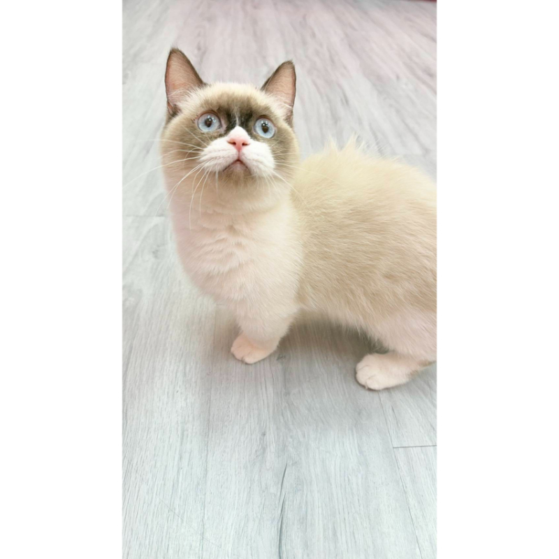 【已售出】曼赤肯-海雙