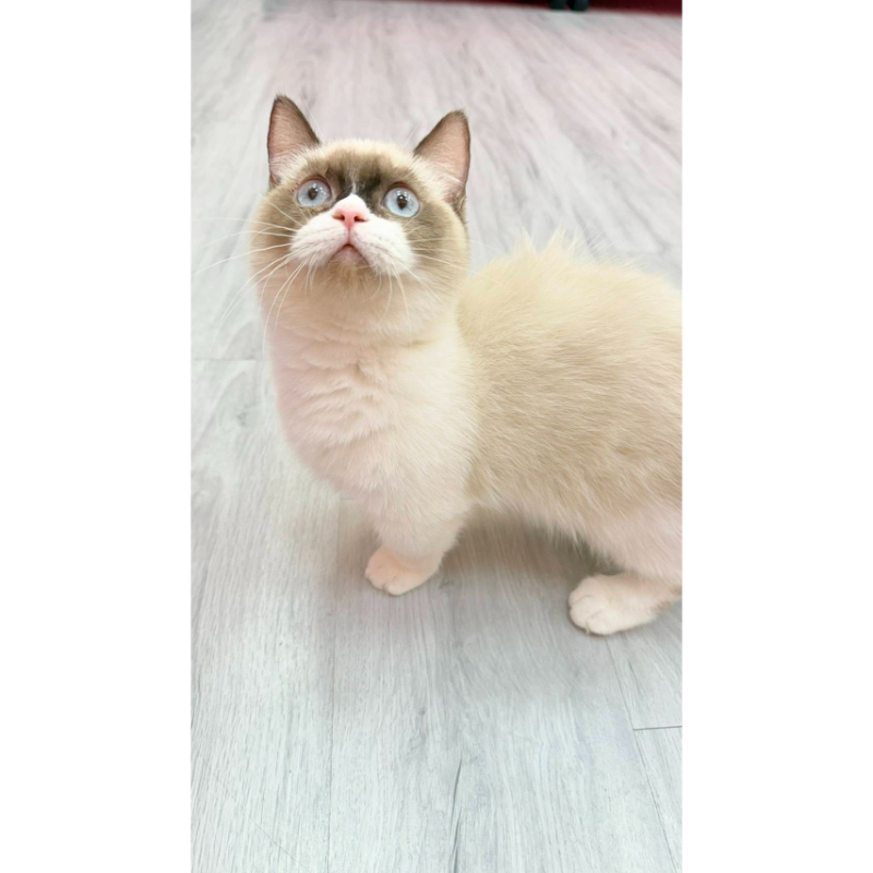 【已售出】曼赤肯-海雙