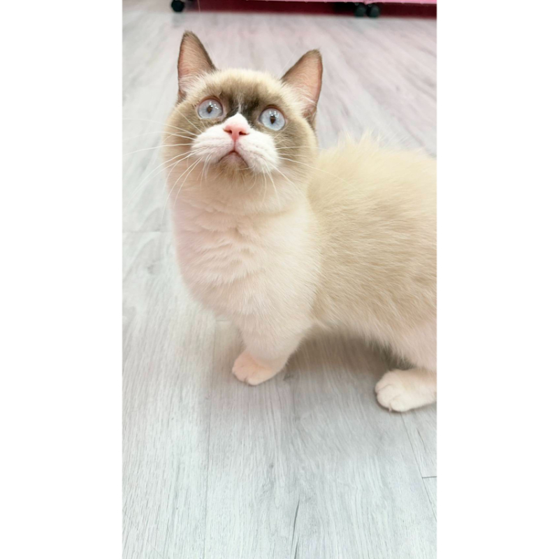 【已售出】曼赤肯-海雙