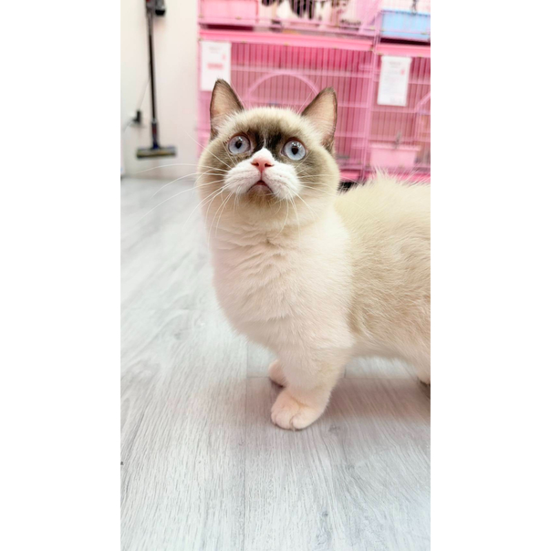 【已售出】曼赤肯-海雙