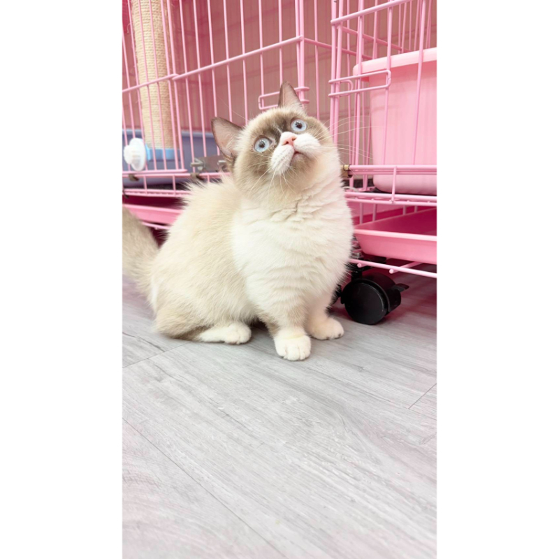 【已售出】曼赤肯-海雙